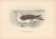 White-fronted Shearwater, Sea Bird lithograph with hand-colouring, 1928