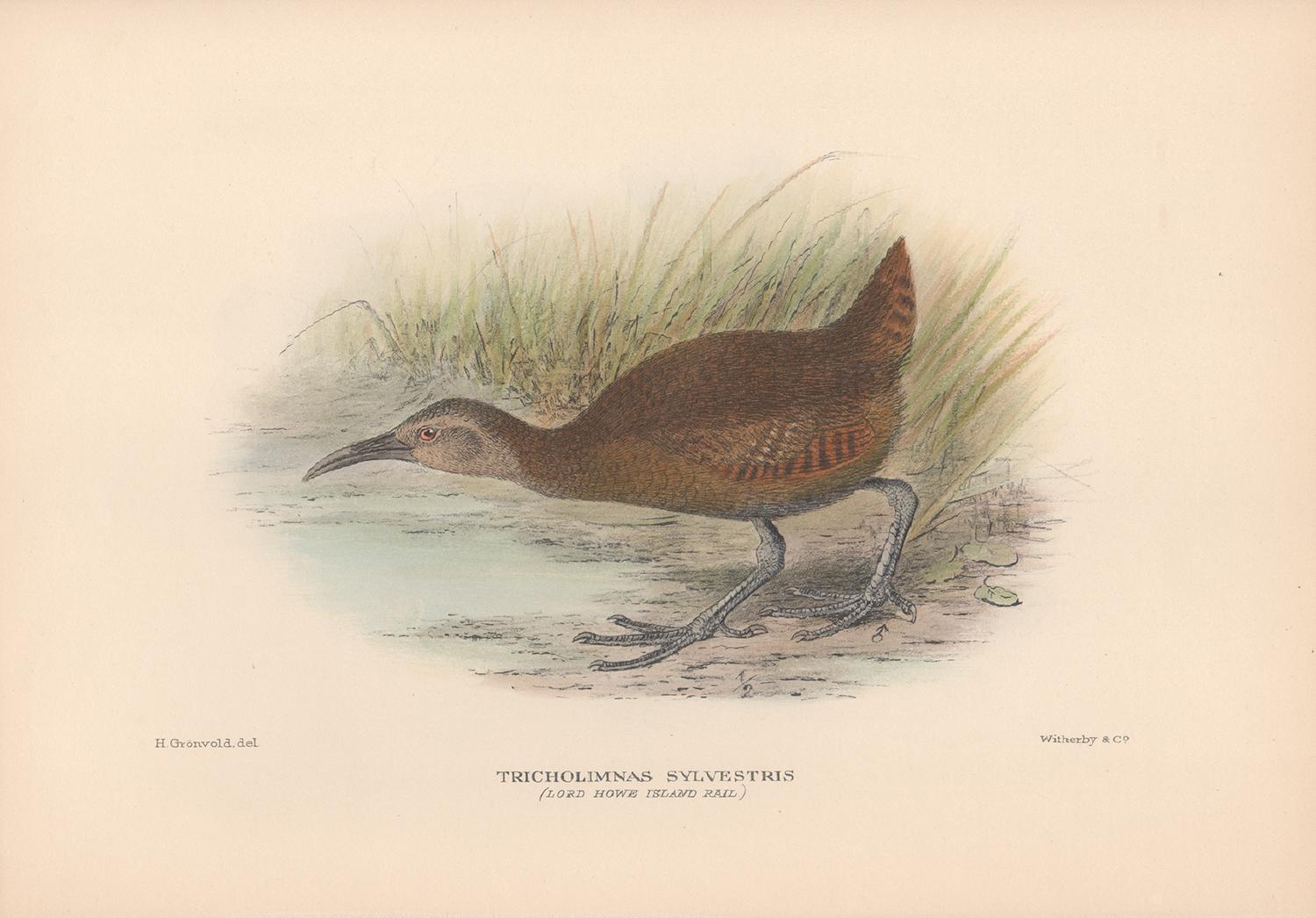 Lord Howe Island Rail, Water Bird lithograph with hand-colouring, 1928