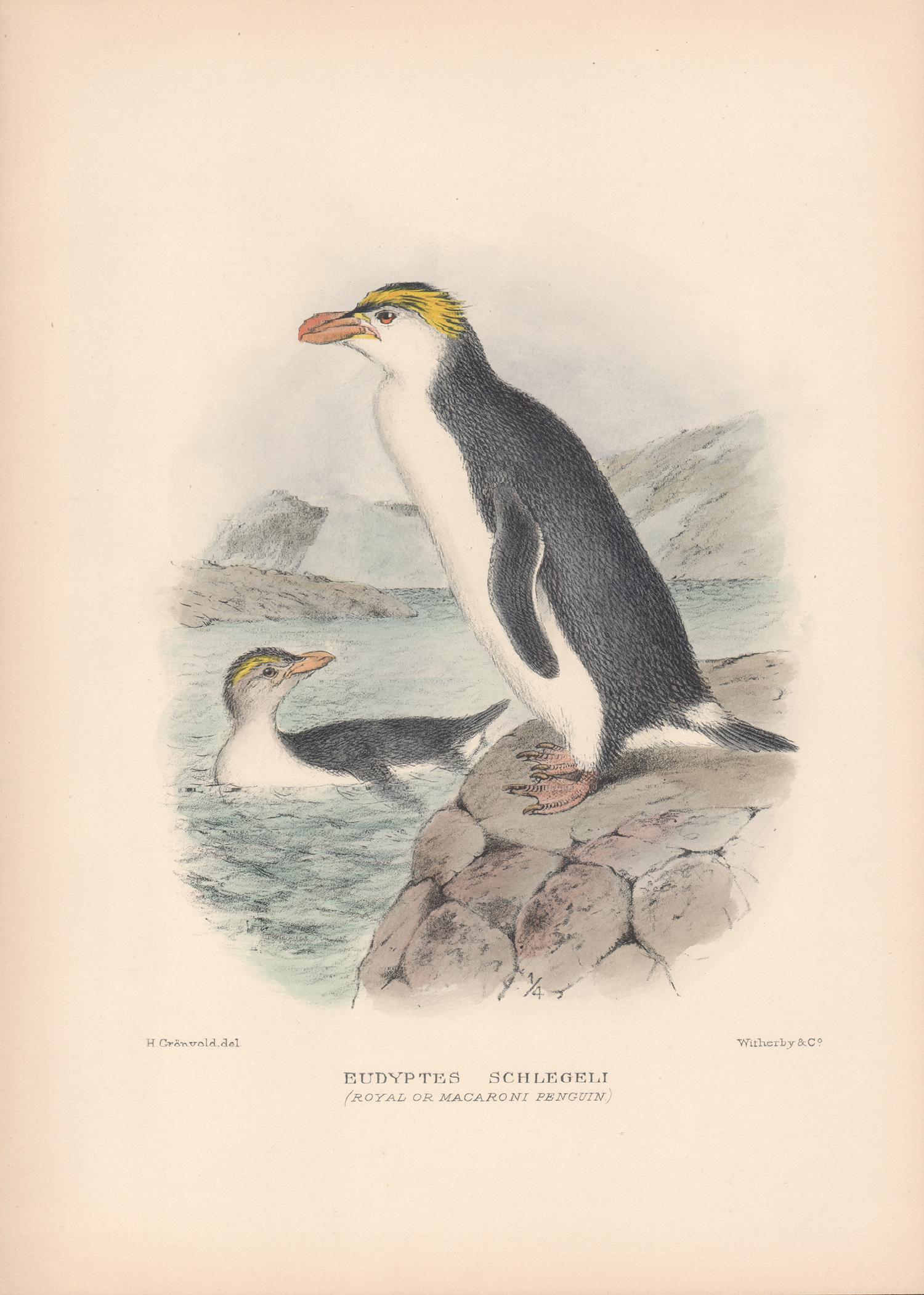 Animal Print After Henrik Gronvold - Lithographie représentant un Pingouin royal ou Macaroni, oiseau de mer, colorée à la main, 1928