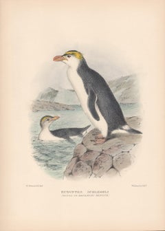 Lithographie représentant un Pingouin royal ou Macaroni, oiseau de mer, colorée à la main, 1928