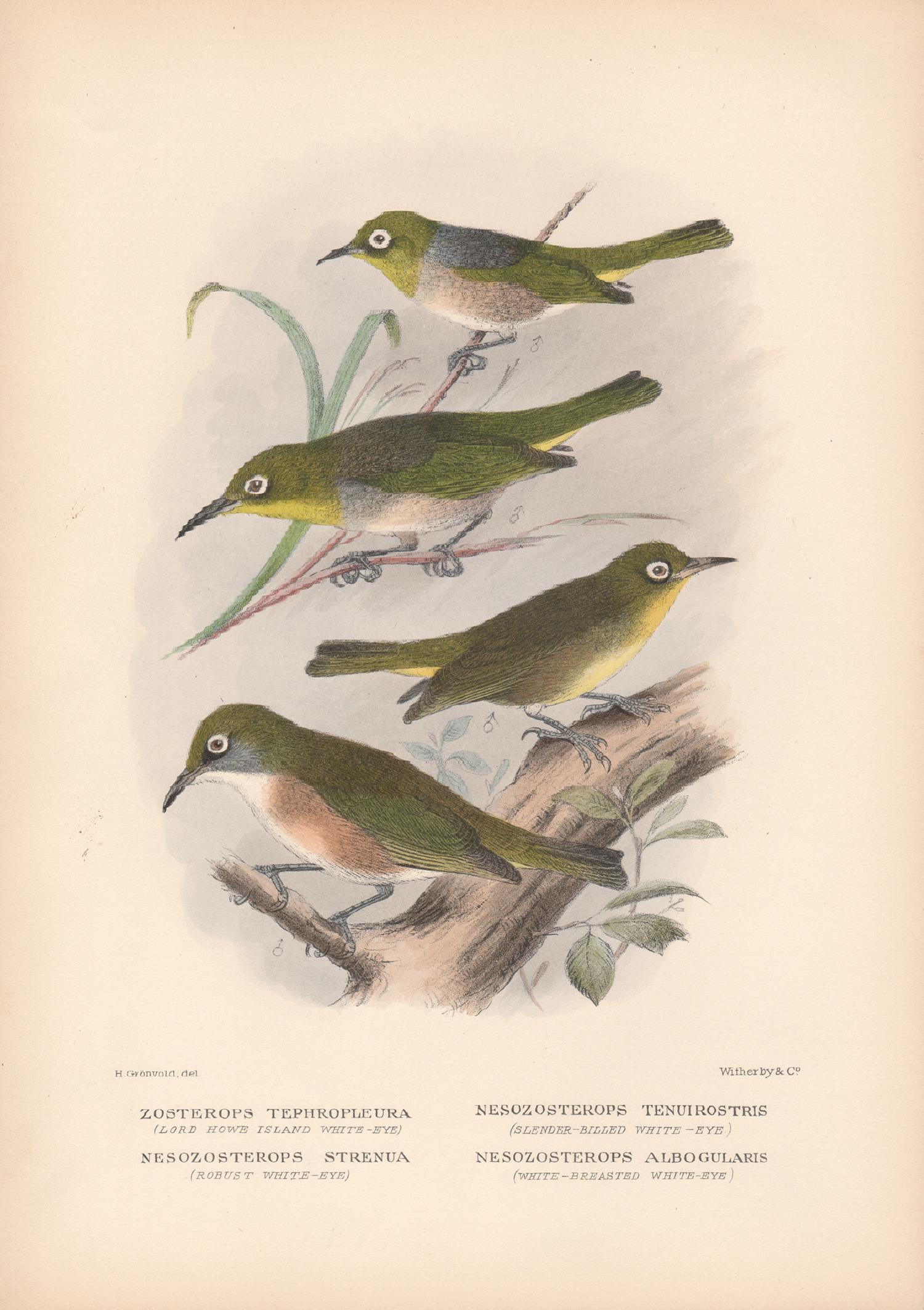 Lord Howe Island White-Eye and others, Bird lithograph with hand-colouring, 1928