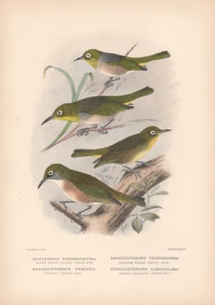 Lord Howe Island White-Eye and others, Bird lithograph with hand-colouring, 1928