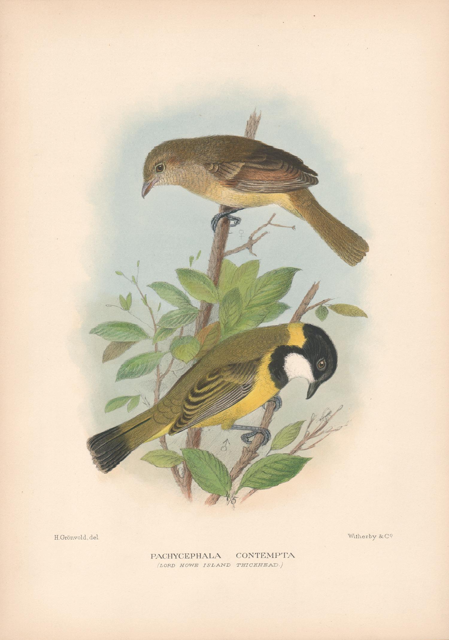 Lord Howe Island Thickhead, Bird lithograph with hand-colouring, 1928