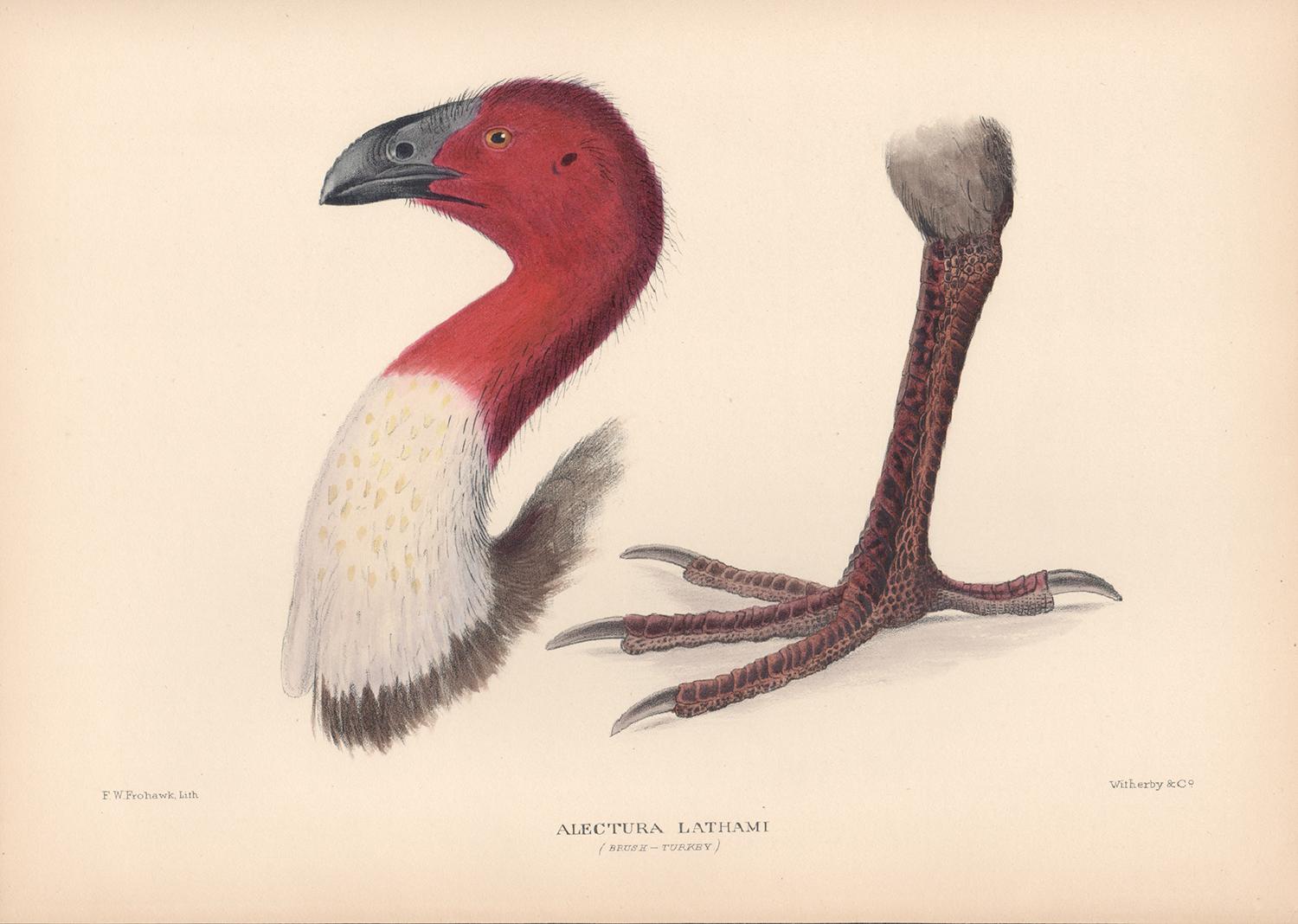Brush-Turkey, Bird lithograph with hand-colouring, 1928