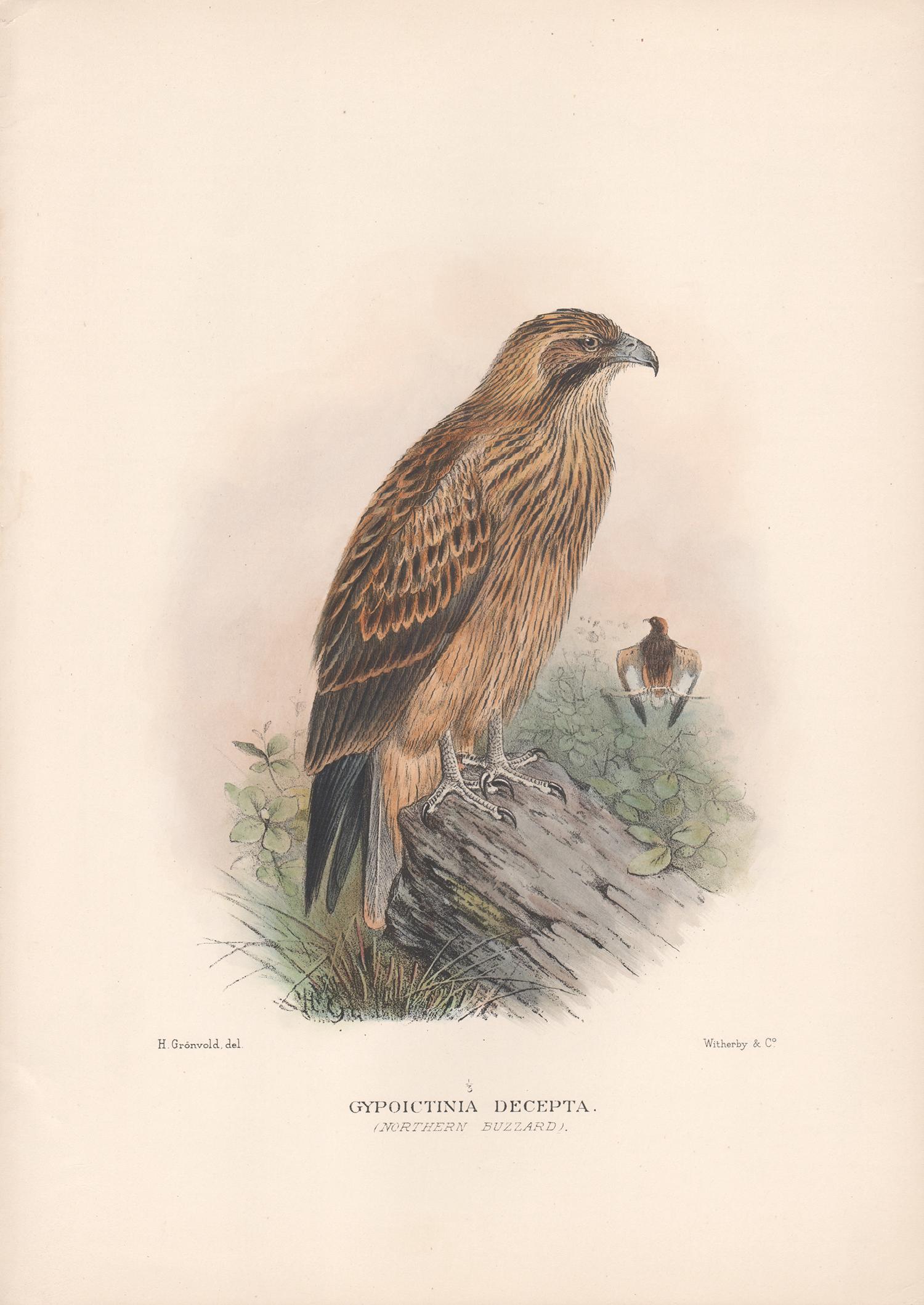 After Henrik Gronvold Animal Print - Northern Buzzard, Australian bird of prey, antique lithograph print, c1915