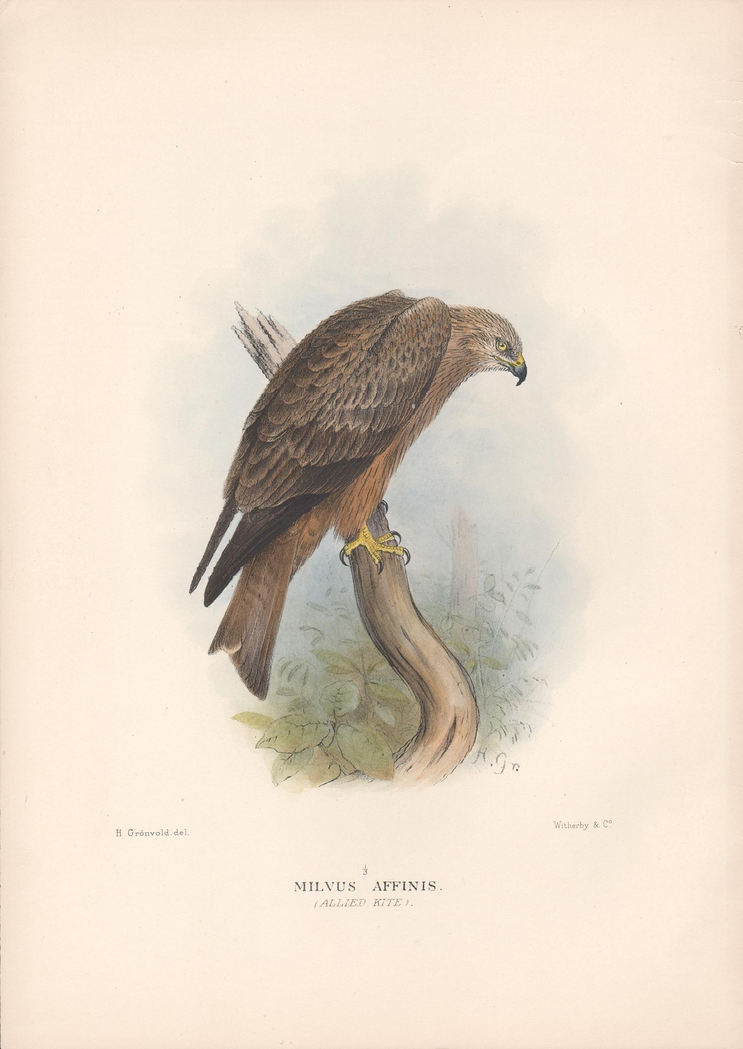 After Henrik Gronvold Animal Print - Allied Kite, Australian bird of prey, antique lithograph print, c1915