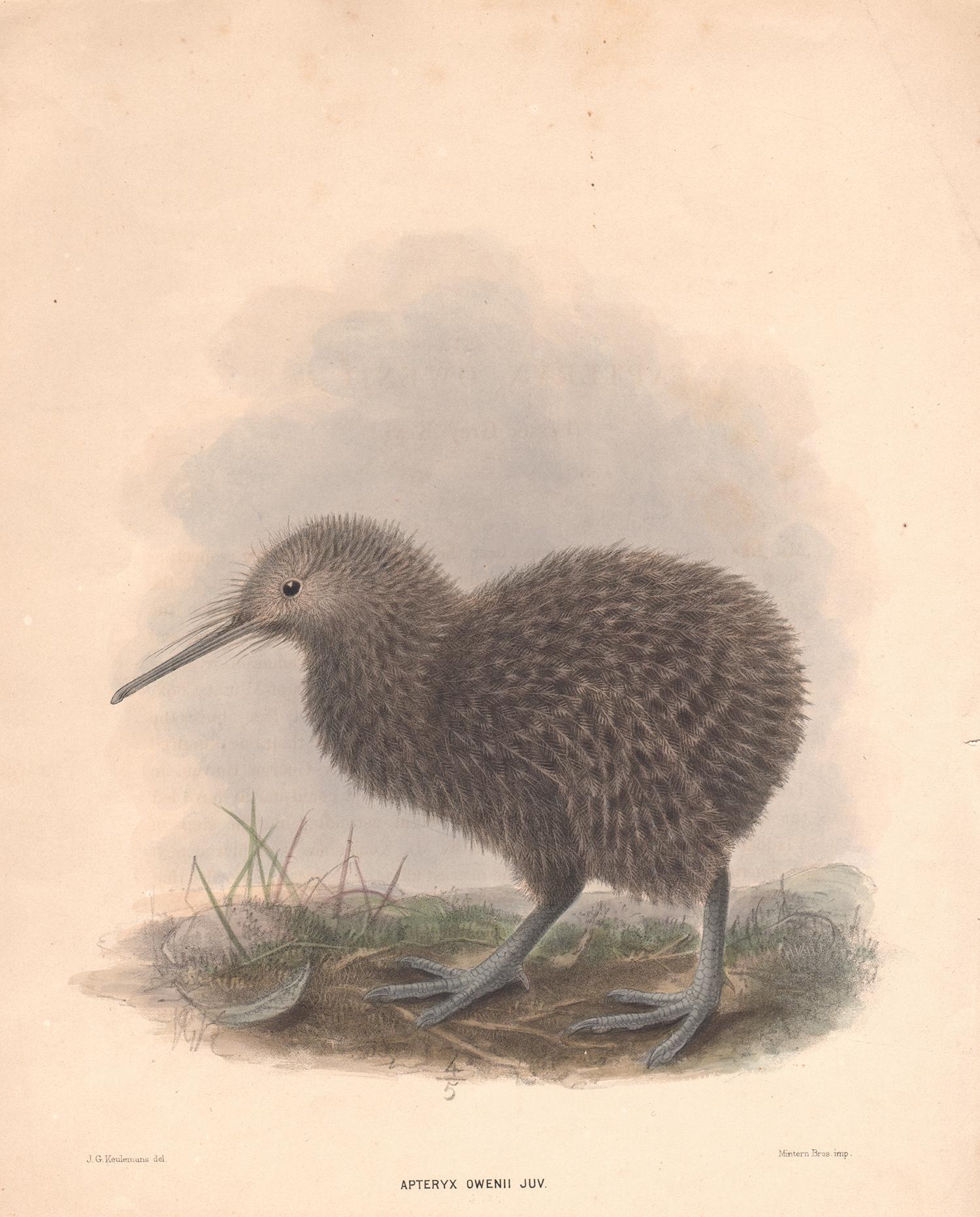 Johannes Gerardus Keulemans  Animal Print - Kiwi, Apteryx Owenii, New Zealand bird lithograph with hand-colouring, c1875