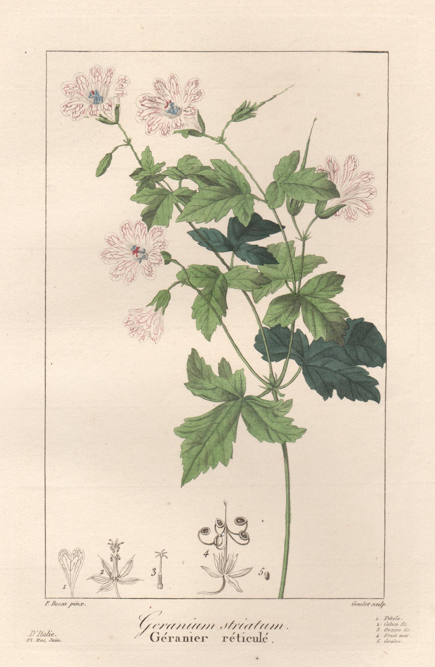 After Pancrace Bessa Still-Life Print - Geranium striatum - French botanical flower engraving by Pancrace Bessa, c1830