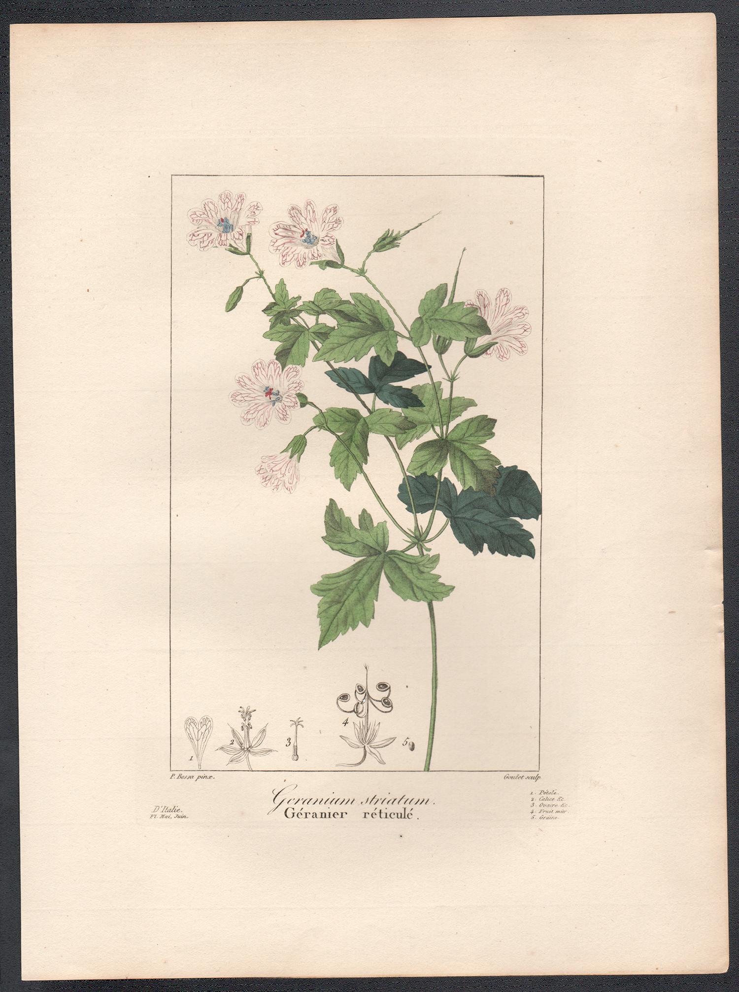 Geranium striatum - French botanical flower engraving by Pancrace Bessa, c1830 - Print by After Pancrace Bessa