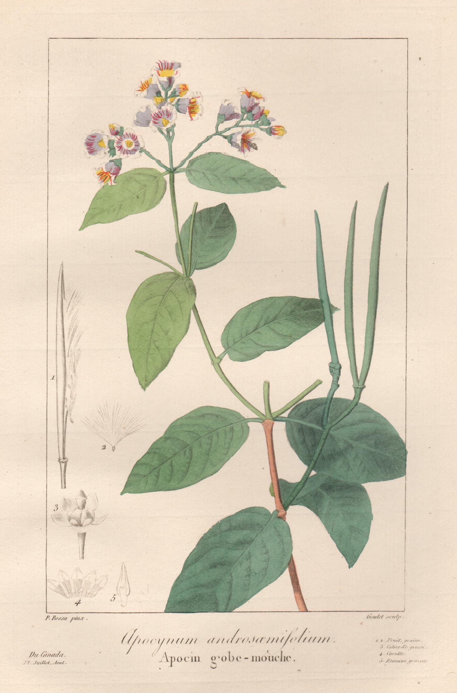 Apocynum androsamifolium - French botanical flower engraving by Bessa, c1830