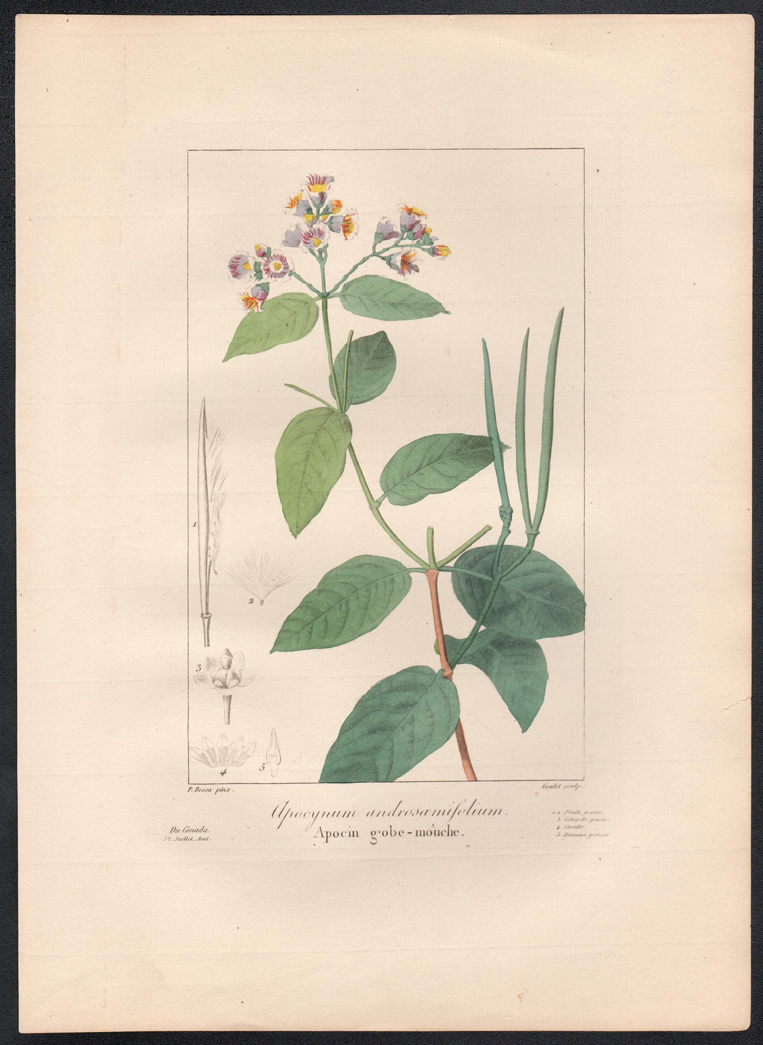 Apocynum androsamifolium - French botanical flower engraving by Bessa, c1830 - Print by After Pancrace Bessa