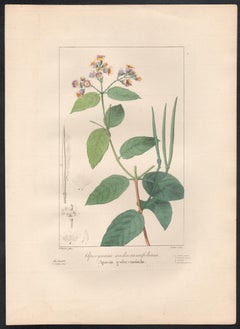 Apocynum androsamifolium - gravure de fleurs botaniques françaises par Bessa, vers 1830