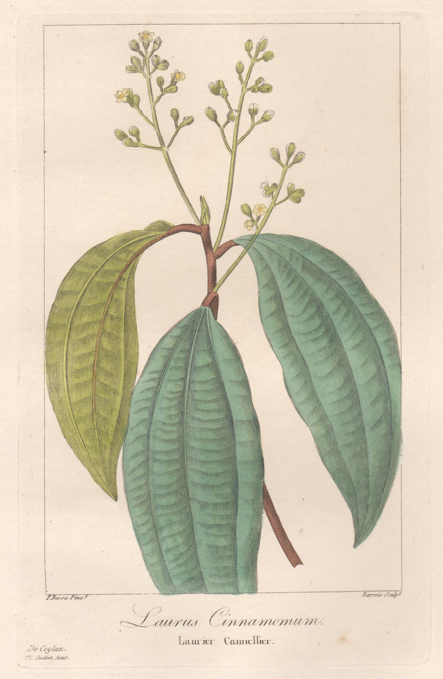 After Pancrace Bessa Still-Life Print - Laurus Cinnamomum - French botanical flower engraving by Bessa, c1830