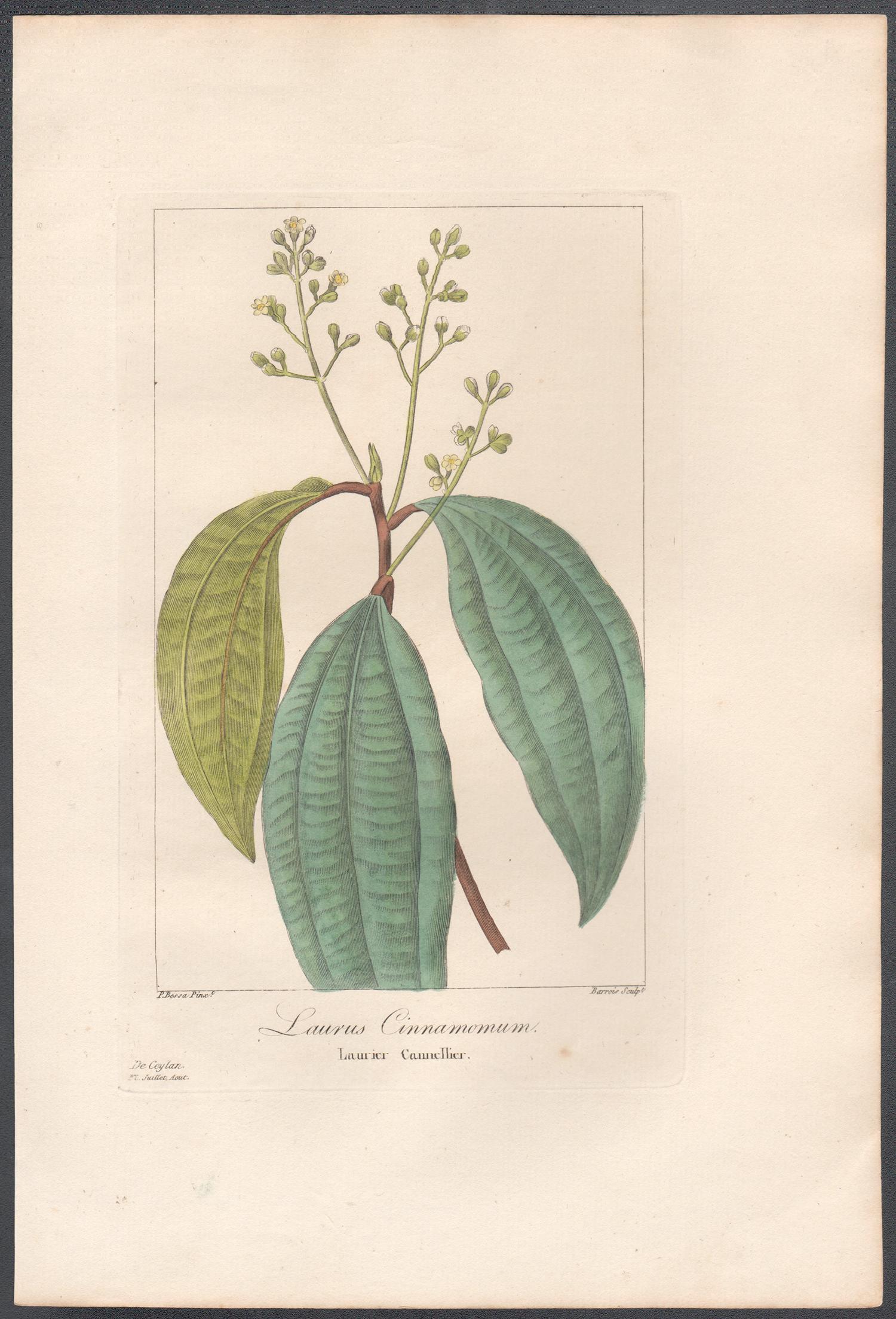Laurus Cinnamomum - French botanical flower engraving by Bessa, c1830 - Print by After Pancrace Bessa