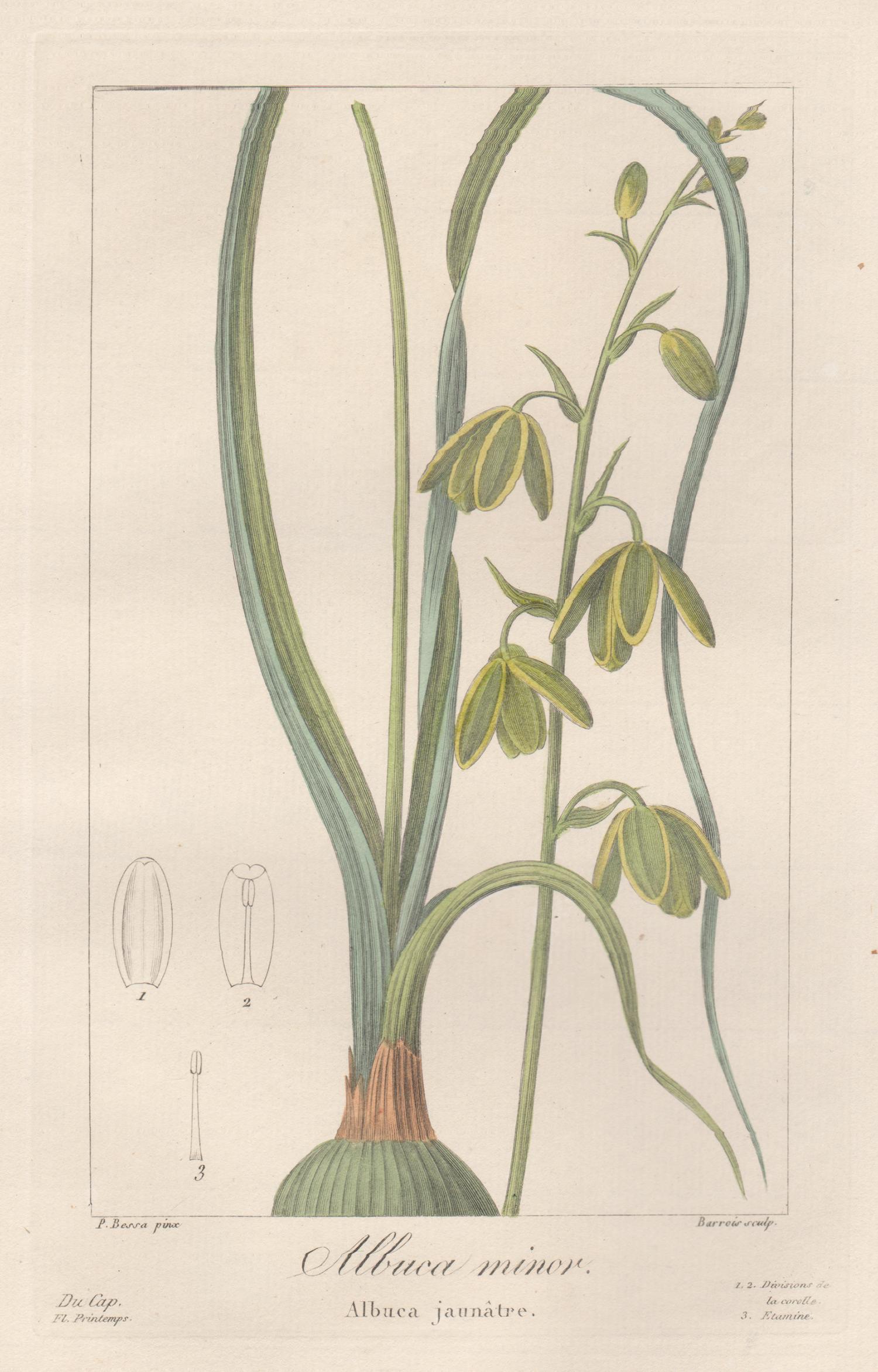 Albuca Minor - French botanical flower engraving by Bessa, c1830