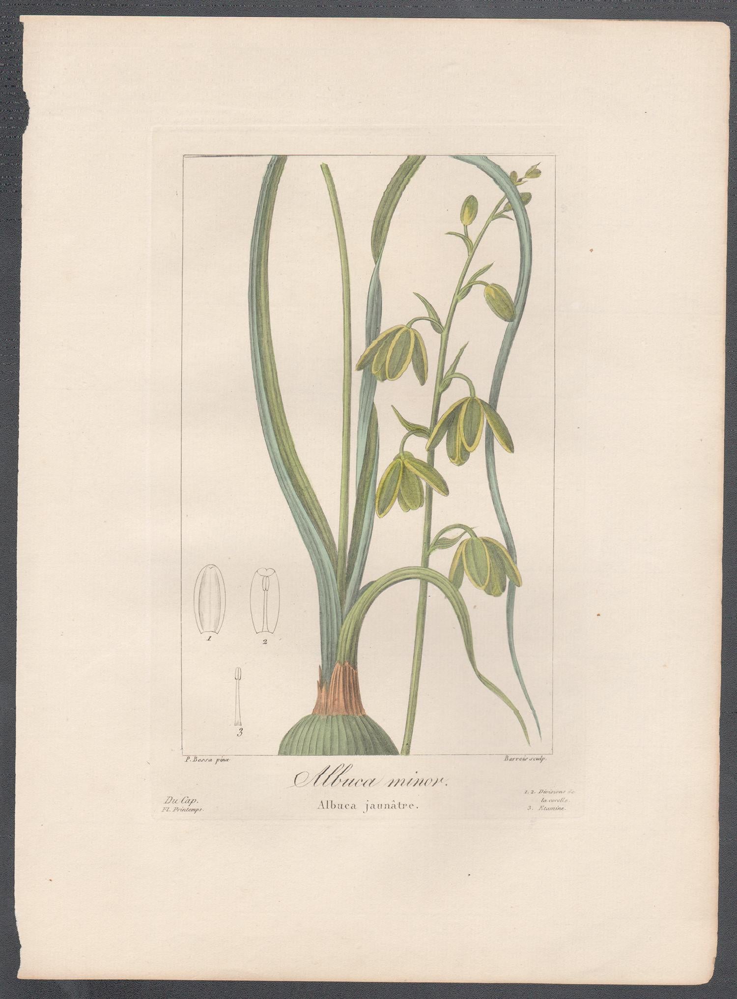 Albuca Minor - French botanical flower engraving by Bessa, c1830 - Print by After Pancrace Bessa