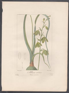 Albuca Minor - gravure de fleurs botaniques française par Bessa, vers 1830