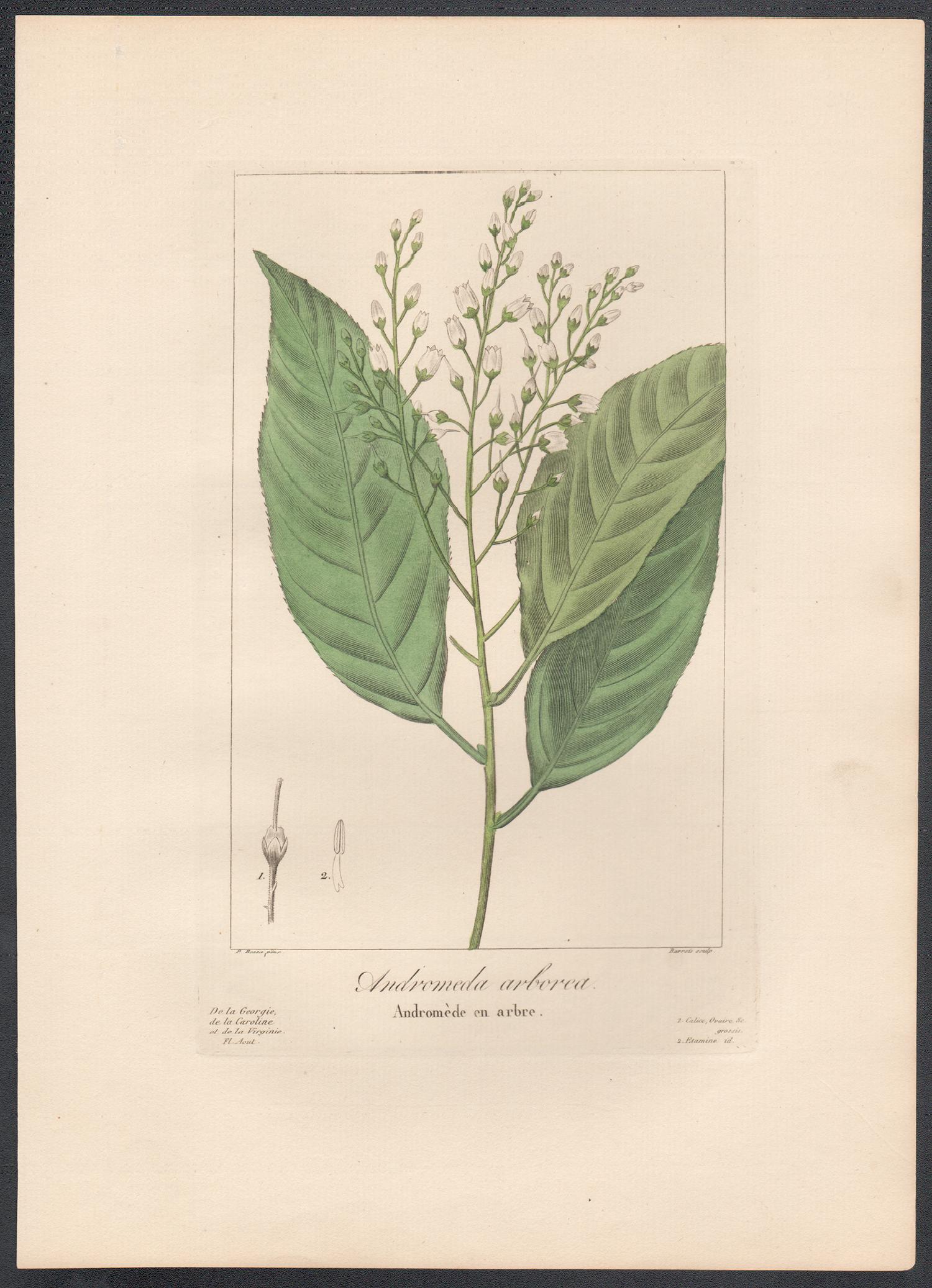Andromeda arborea - French botanical flower engraving by Bessa, c1830 - Print by After Pancrace Bessa