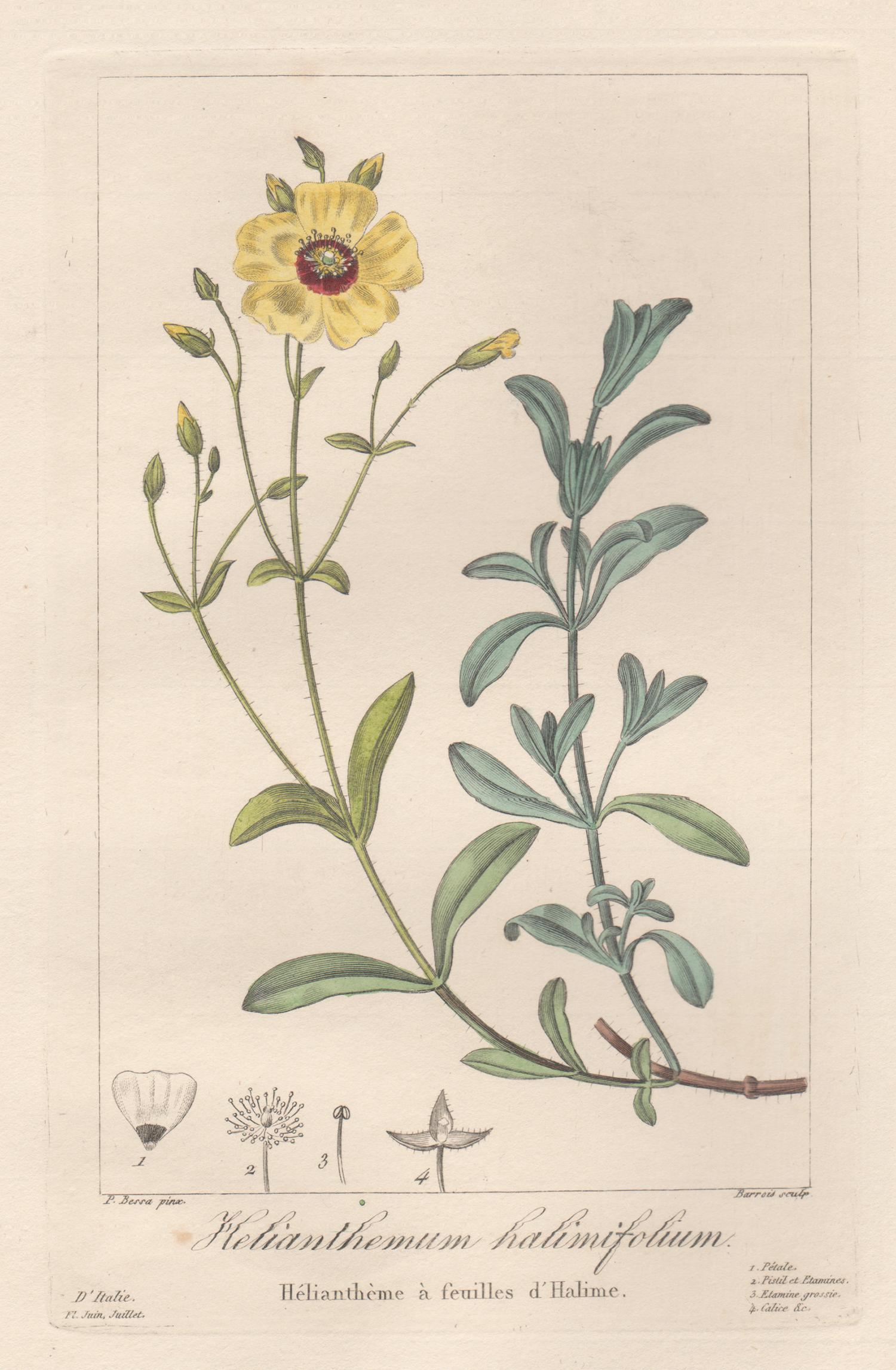 After Pancrace Bessa Still-Life Print - Helianthemum halimifolium - French botanical flower engraving by Bessa, c1830