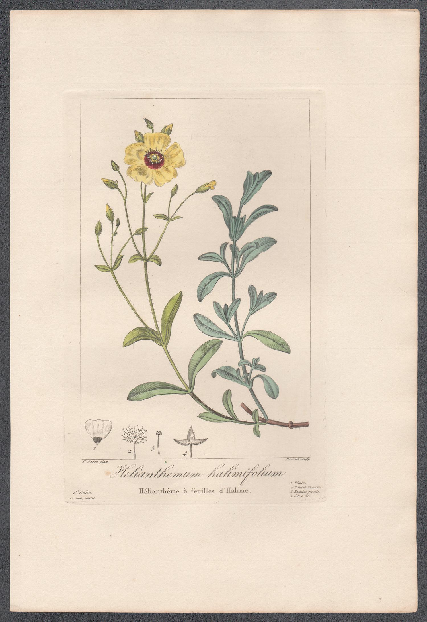 Helianthemum halimifolium - French botanical flower engraving by Bessa, c1830 - Print by After Pancrace Bessa