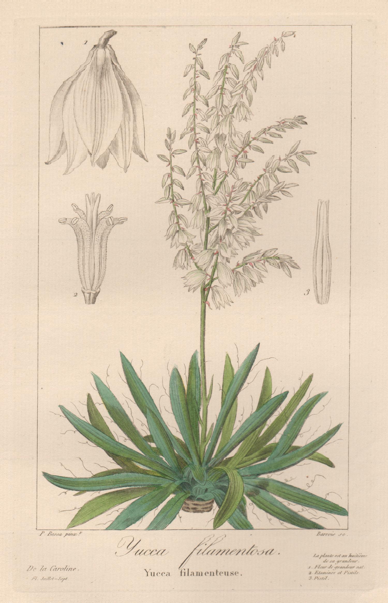 Yucca filamentosa - French botanical flower engraving by Bessa, c1830