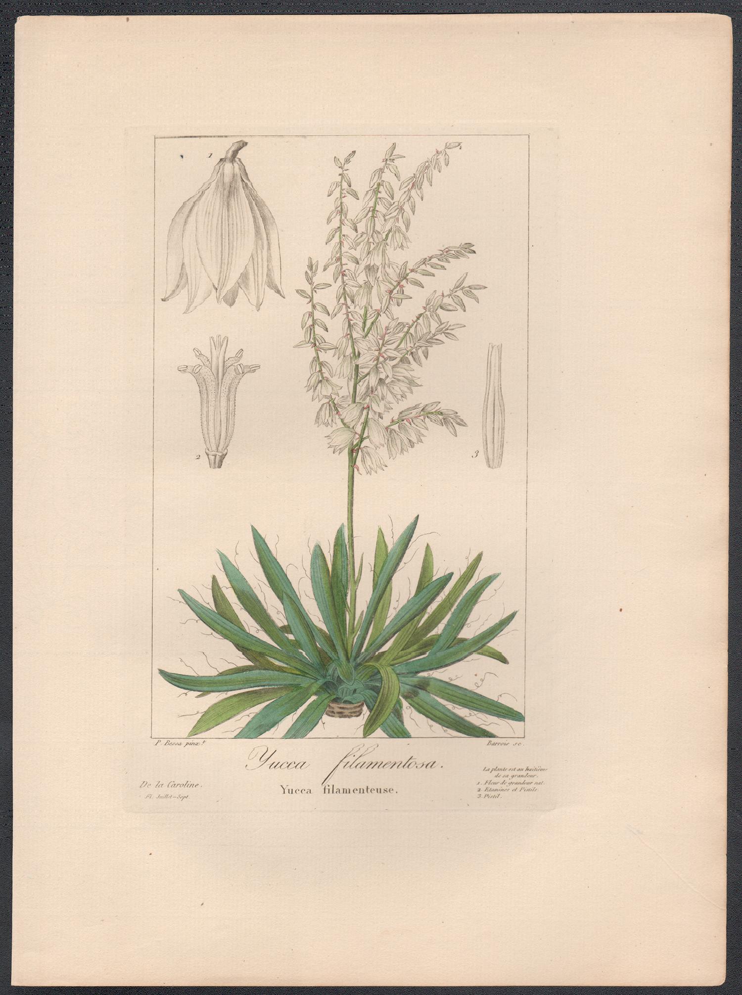 Yucca filamentosa - French botanical flower engraving by Bessa, c1830 - Print by After Pancrace Bessa