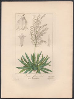 filamentosa de Yucca - gravure de fleurs botaniques françaises par Bessa, vers 1830