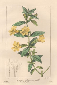 Mimulus Glutinosus - French botanical flower engraving by Bessa, c1830