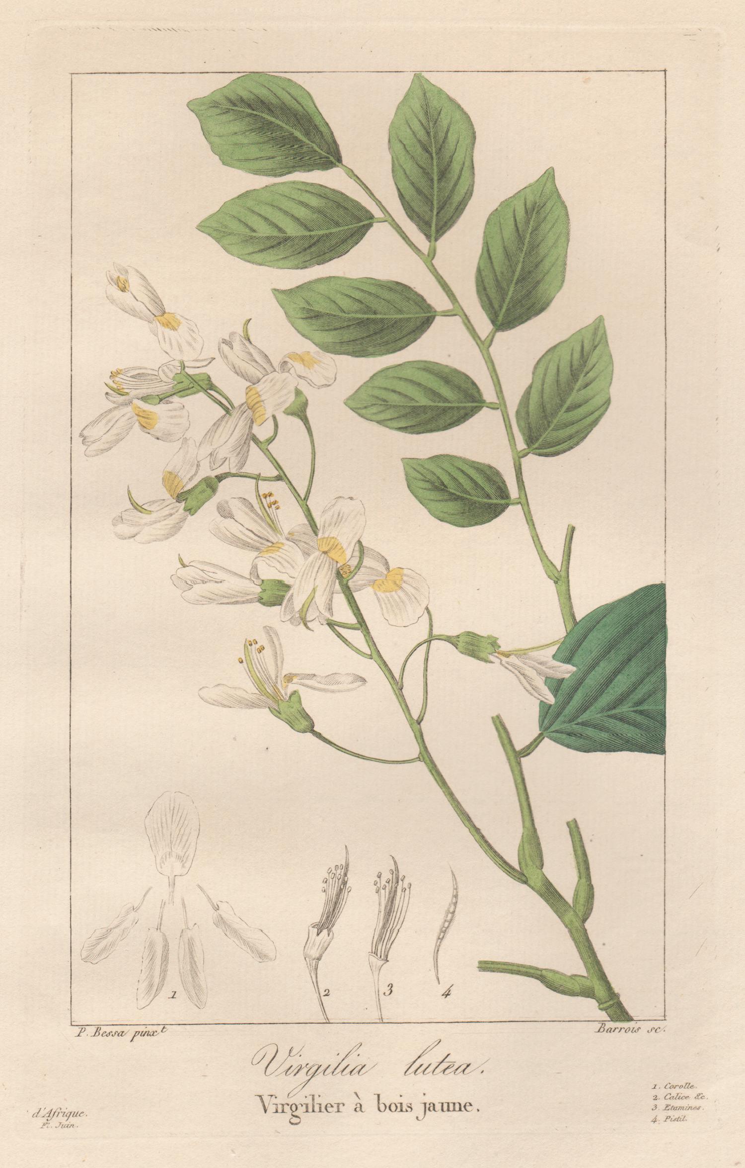 After Pancrace Bessa Still-Life Print - Virgilia Lutea - French botanical flower engraving by Bessa, c1830