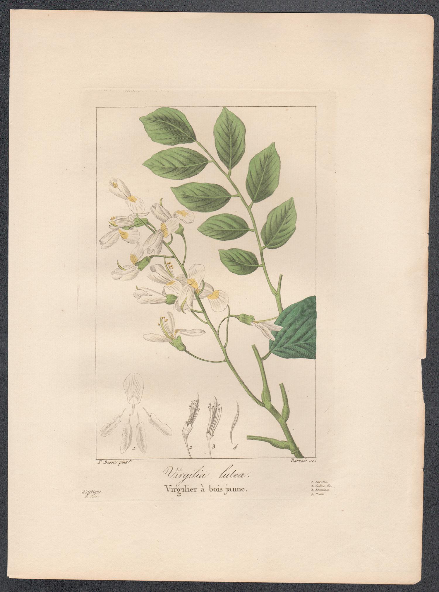 Virgilia Lutea - French botanical flower engraving by Bessa, c1830 - Print by After Pancrace Bessa