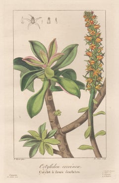 Cotyledon coccinea - French botanical flower engraving by Bessa, c1830
