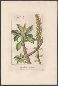 Cotyledon coccinea - gravure de fleurs botaniques françaises par Bessa, vers 1830