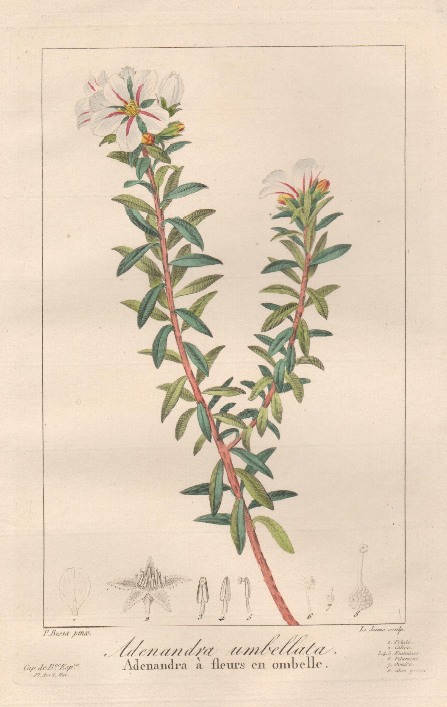 After Pancrace Bessa Still-Life Print - Adenandra umbellata - French botanical flower engraving by Bessa, c1830