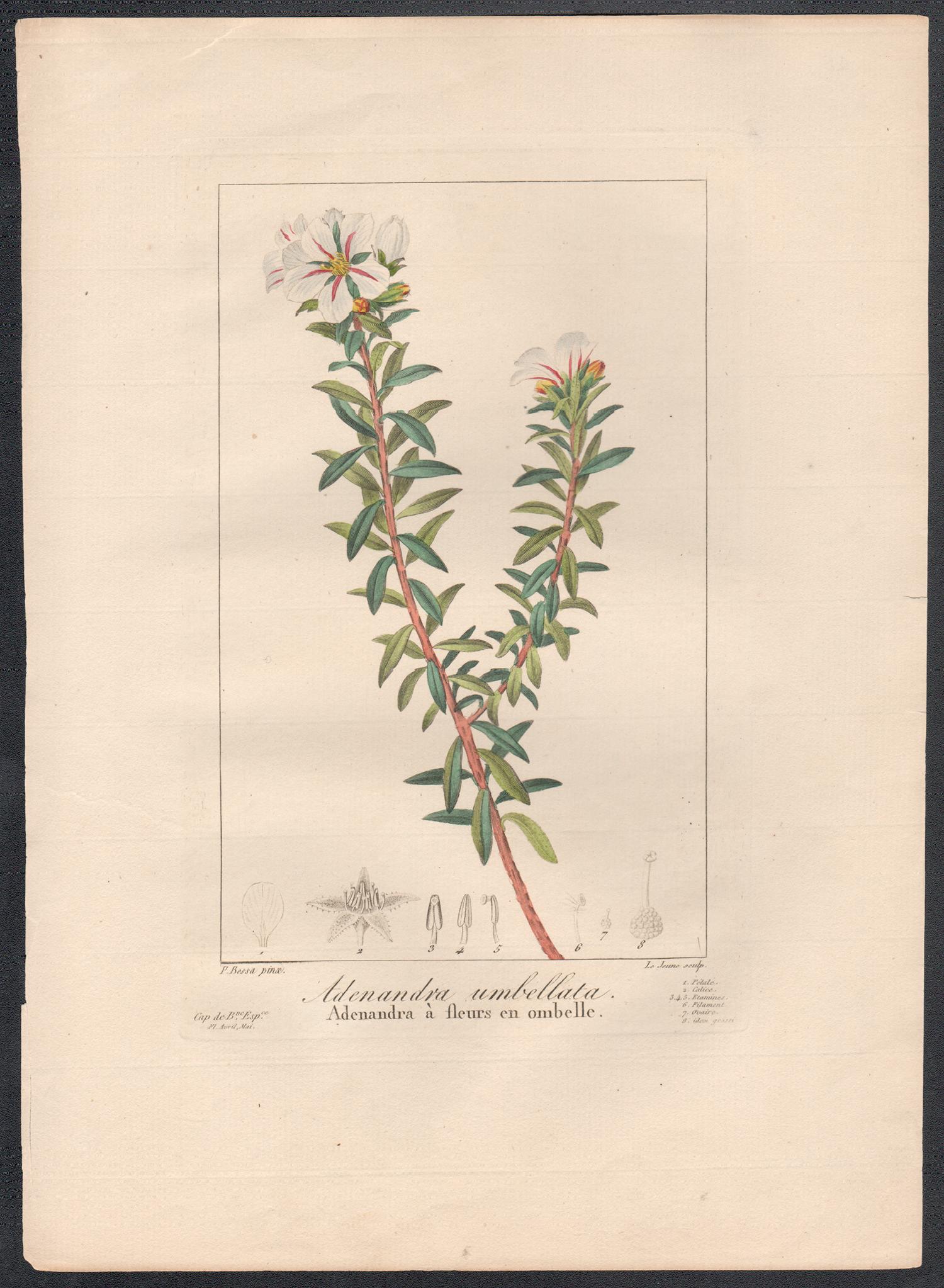 Adenandra umbellata - French botanical flower engraving by Bessa, c1830 - Print by After Pancrace Bessa