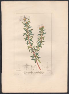 Adenandra Umbellata, gravure de fleurs botaniques française par Bessa, vers 1830