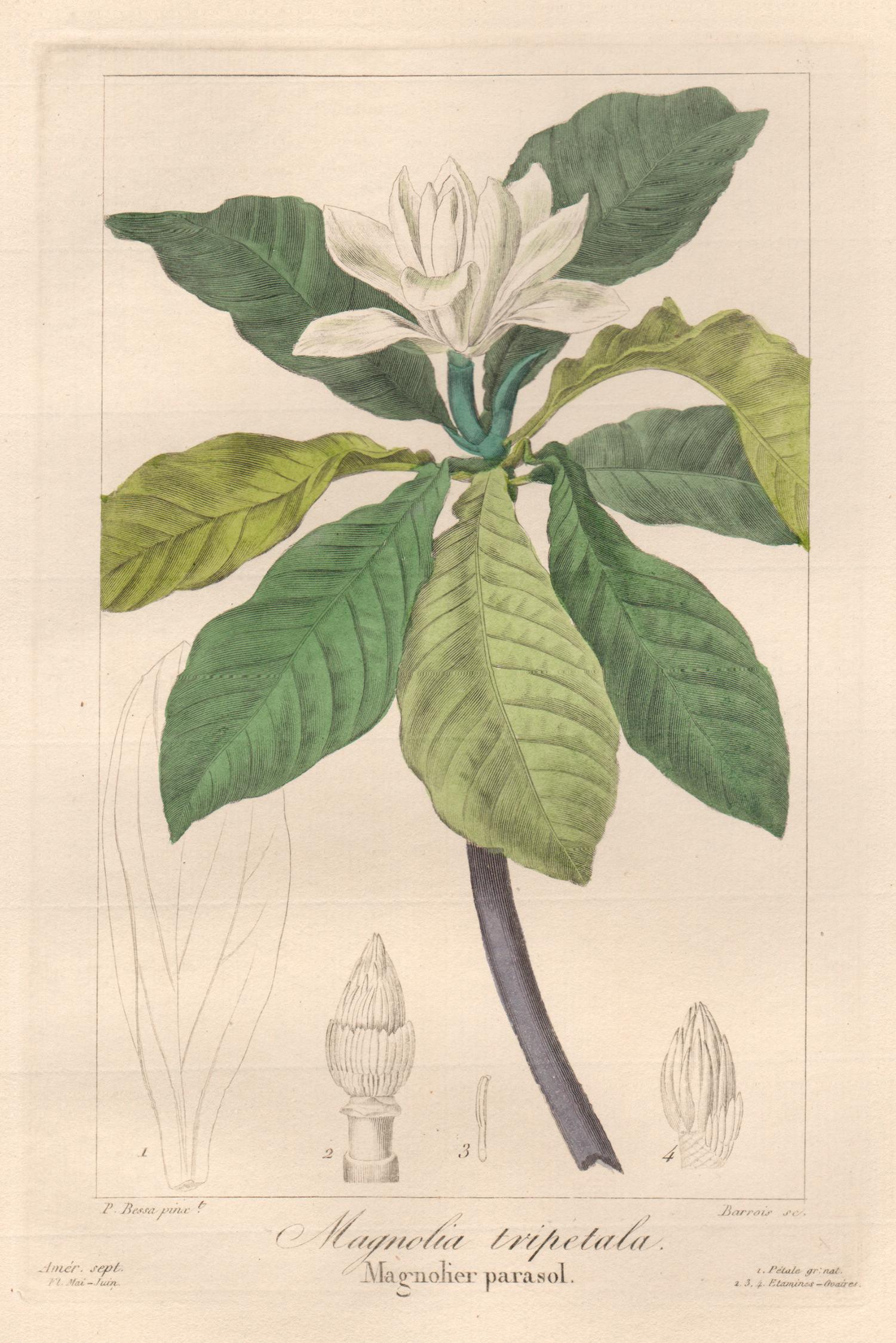 After Pancrace Bessa Still-Life Print - Magnolia tripetala - French botanical flower engraving by Bessa, c1830