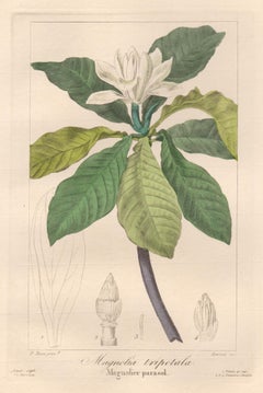 Magnolia tripetala - French botanical flower engraving by Bessa, c1830