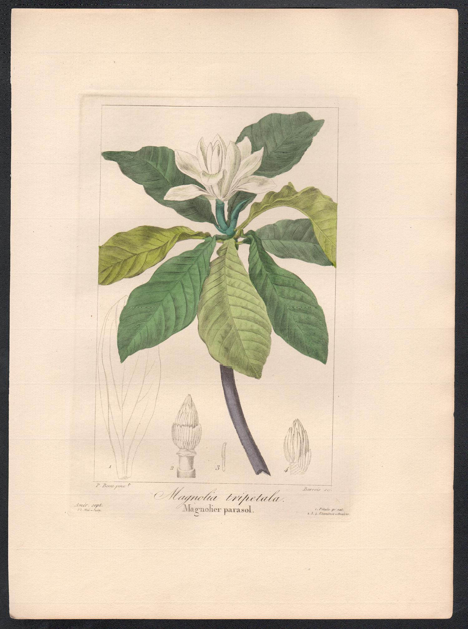 Magnolia tripetala - French botanical flower engraving by Bessa, c1830 - Print by After Pancrace Bessa