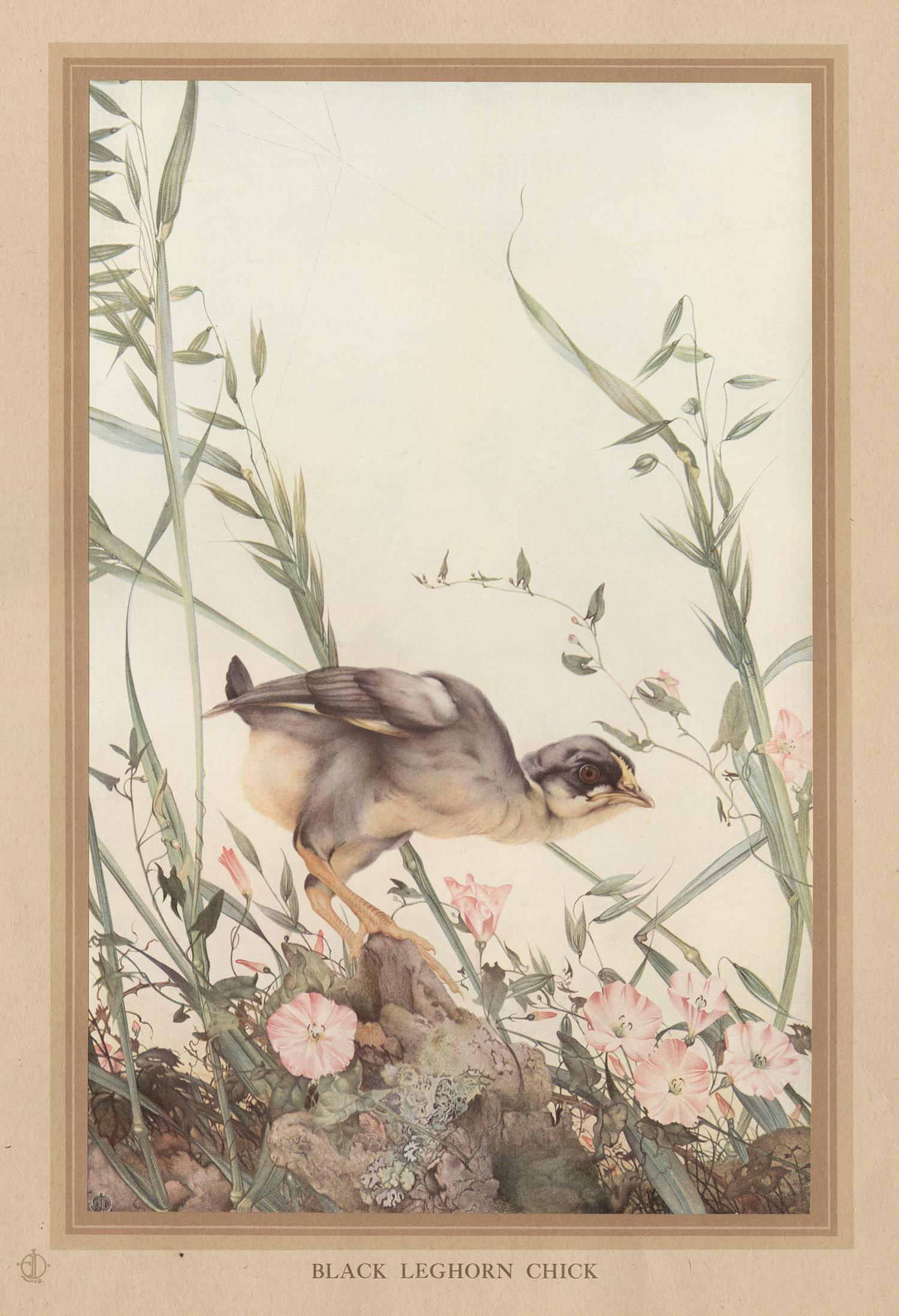 After Edward Detmold Animal Print - 'Black Leghorn Chick', English bird print after Edward Detmold, circa 1919