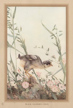 Antique 'Black Leghorn Chick', English bird print after Edward Detmold, circa 1919