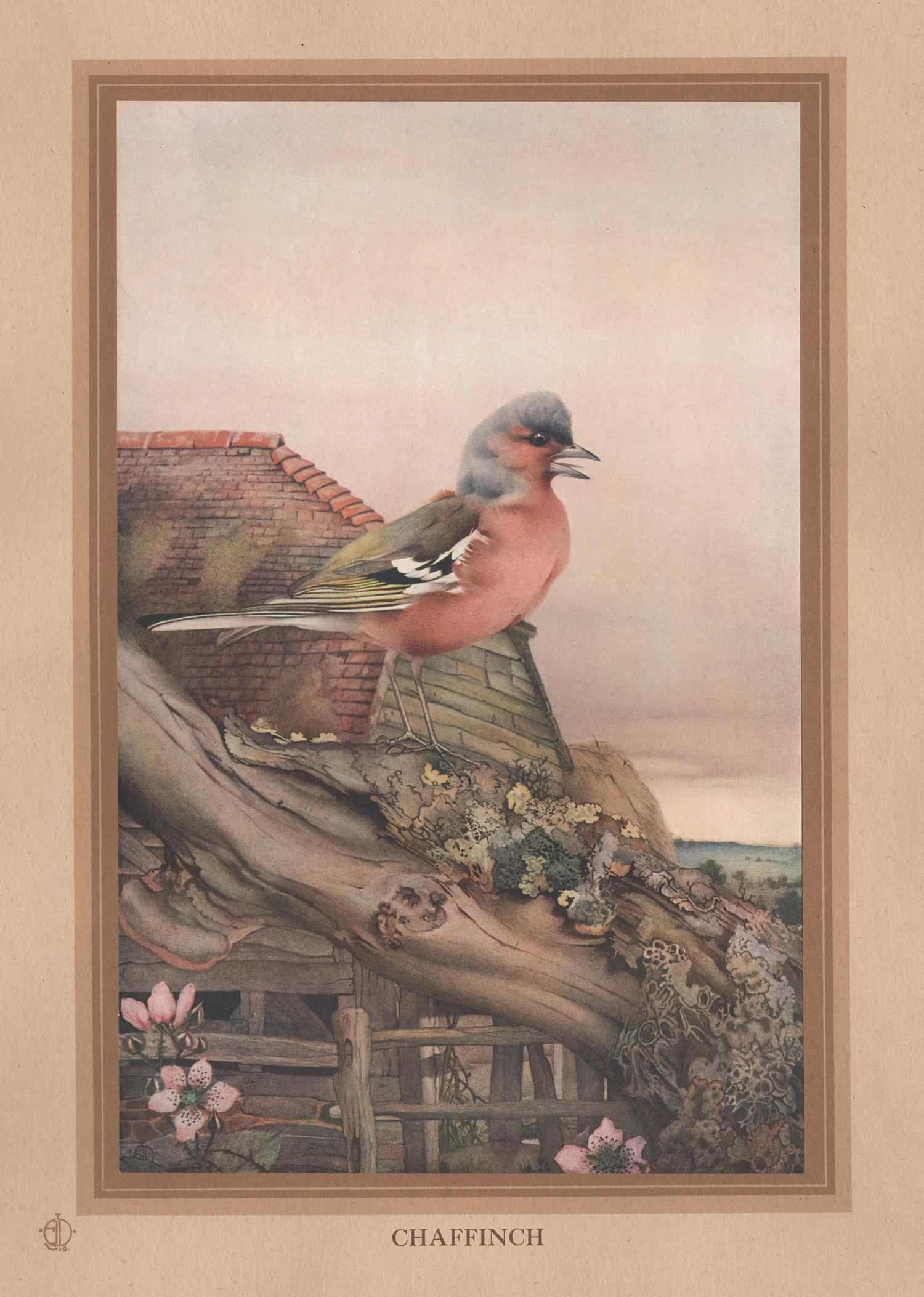 After Edward Detmold Animal Print - 'Chaffinch', English bird print after Edward Detmold, circa 1919