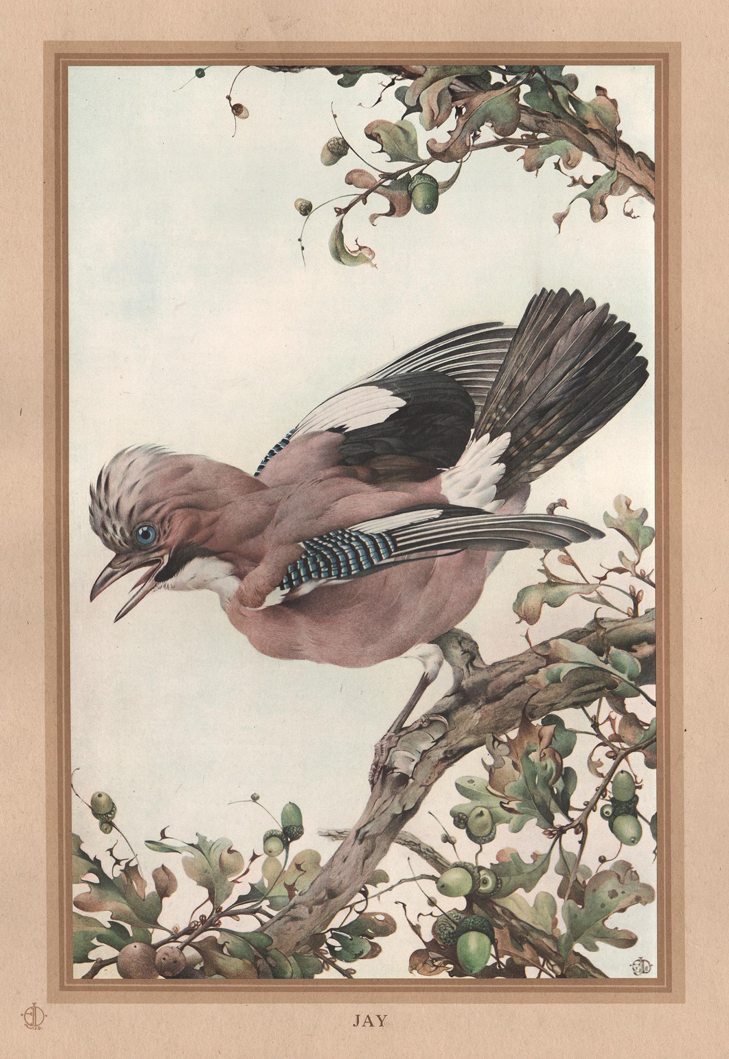 After Edward Detmold Animal Print - 'Jay', English bird print after Edward Detmold, circa 1919
