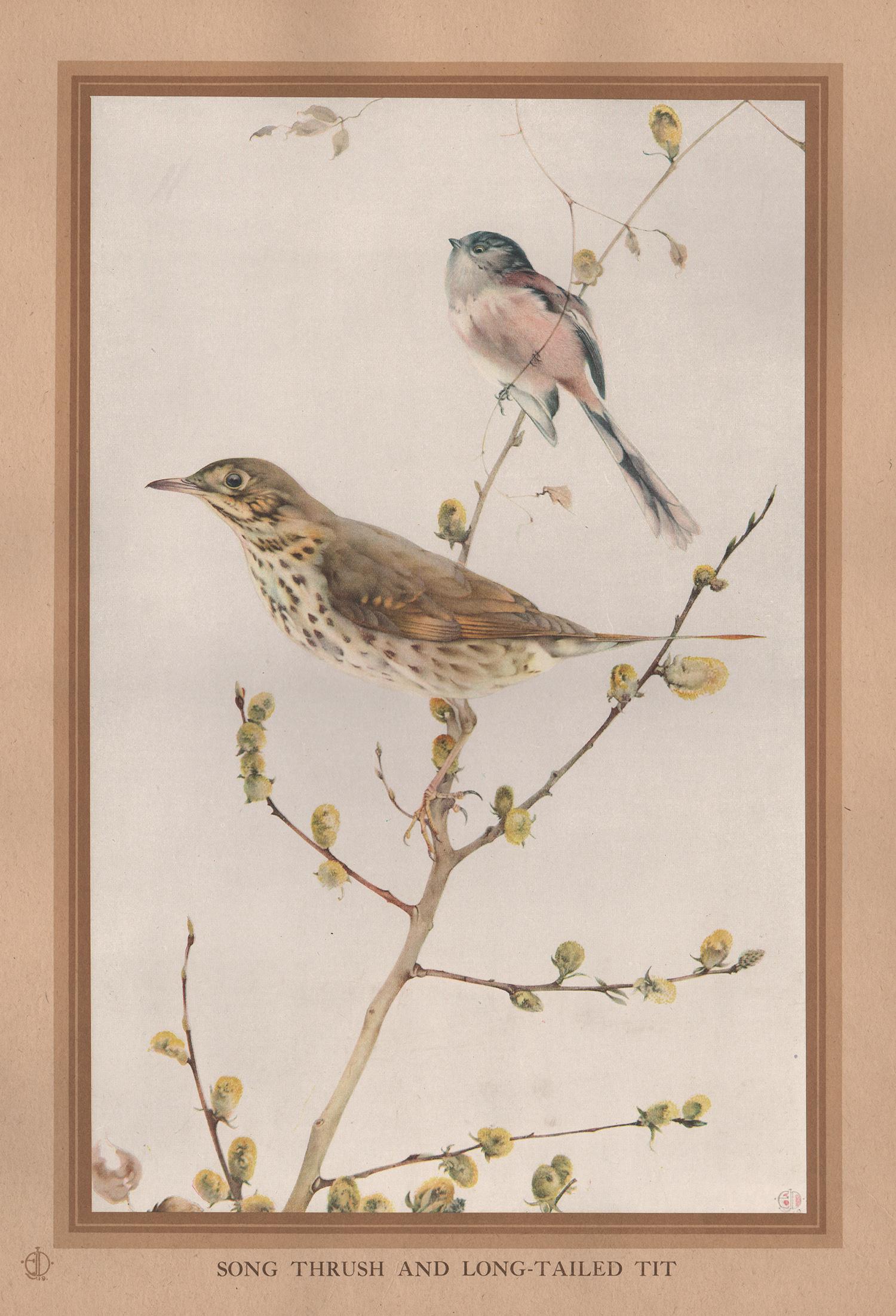 After Edward Detmold Animal Print - 'Song Thrush and Long-Tail Tit', bird print after Edward Detmold, circa 1919