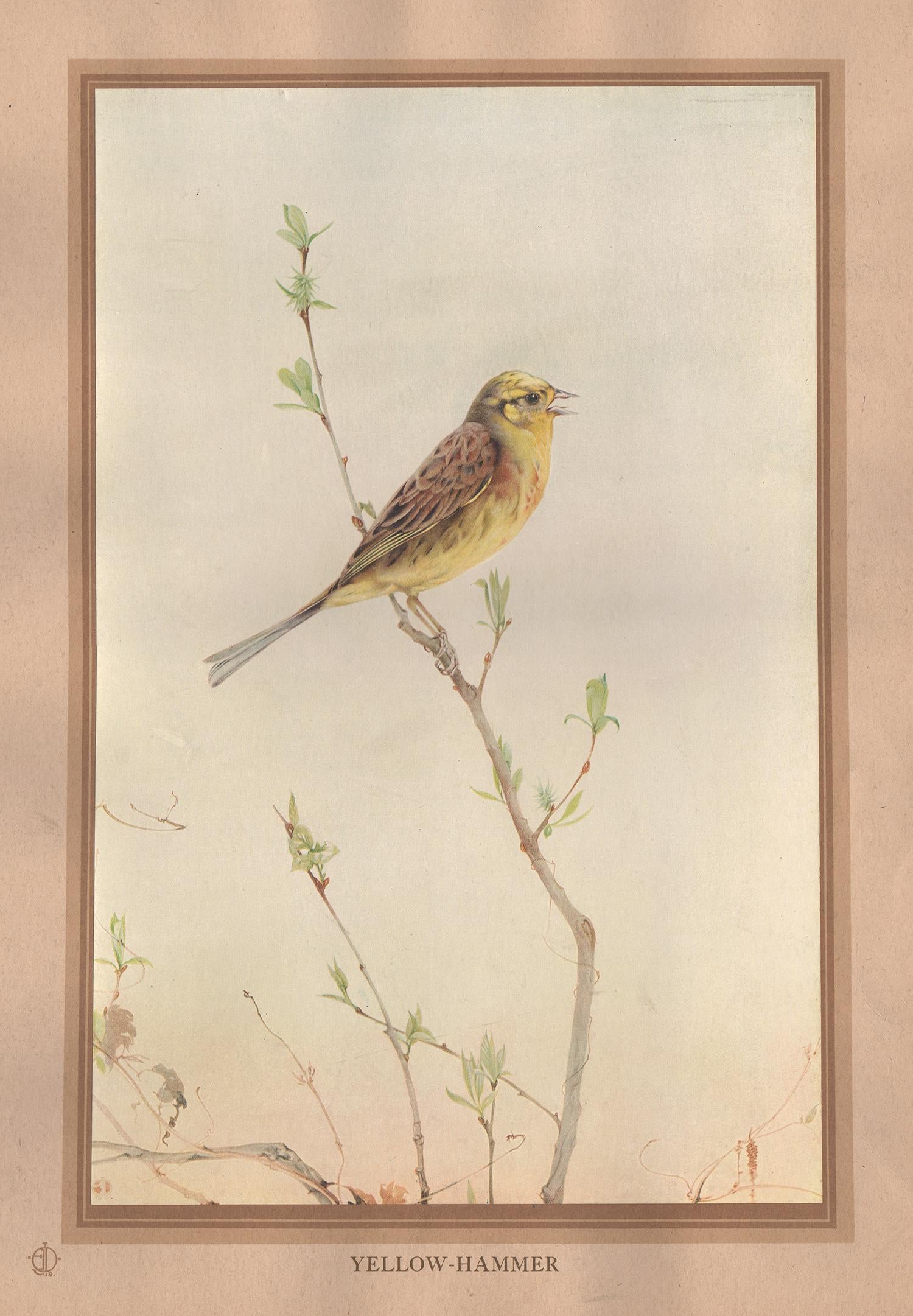 After Edward Detmold Animal Print - 'Yellow-Hammer', English bird print after Edward Detmold, circa 1919