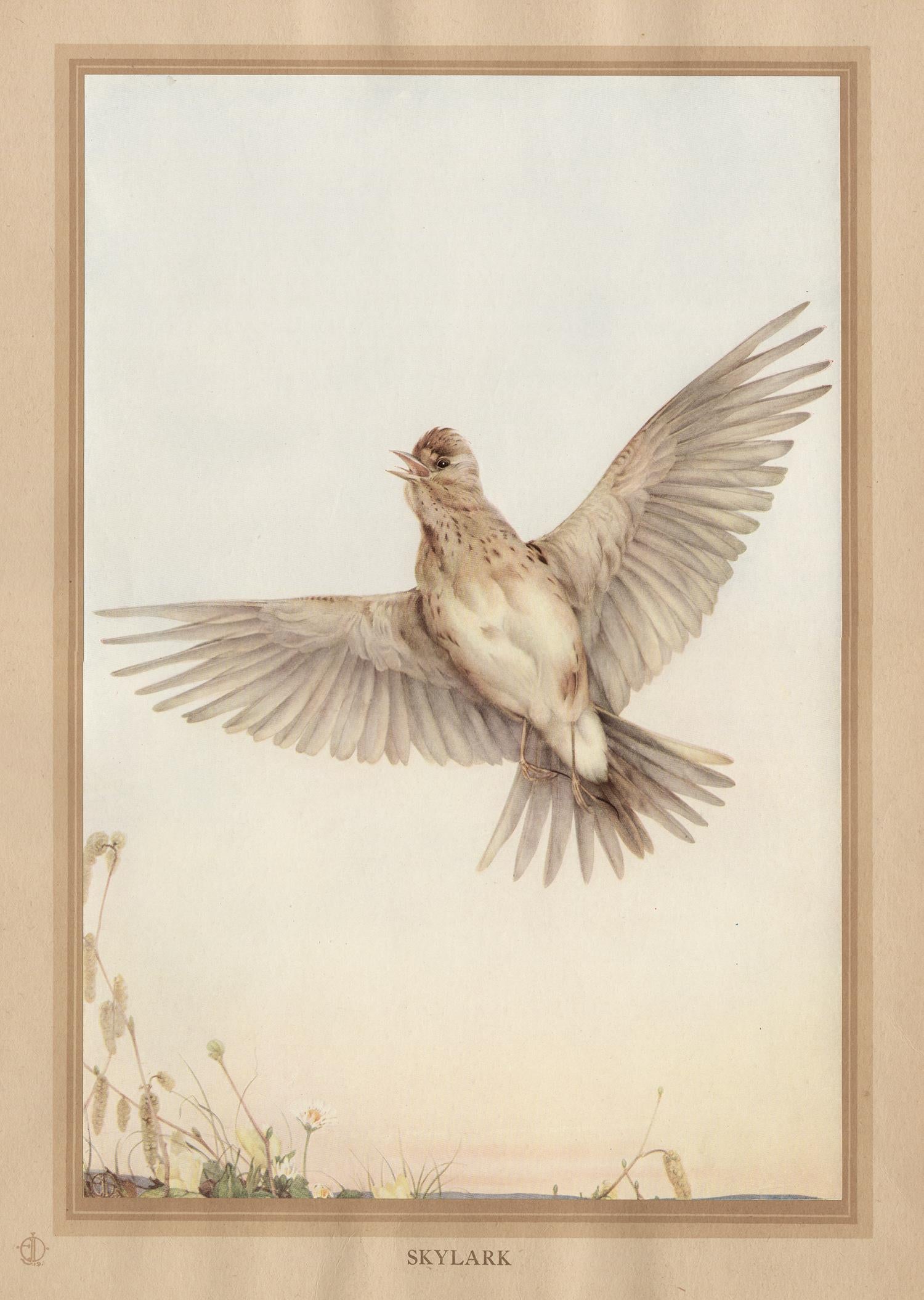 After Edward Detmold Animal Print - 'Skylark', English bird print after Edward Detmold, circa 1919