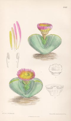 Mesembryanthemum Pearsonii, antique botanical flower lithograph print