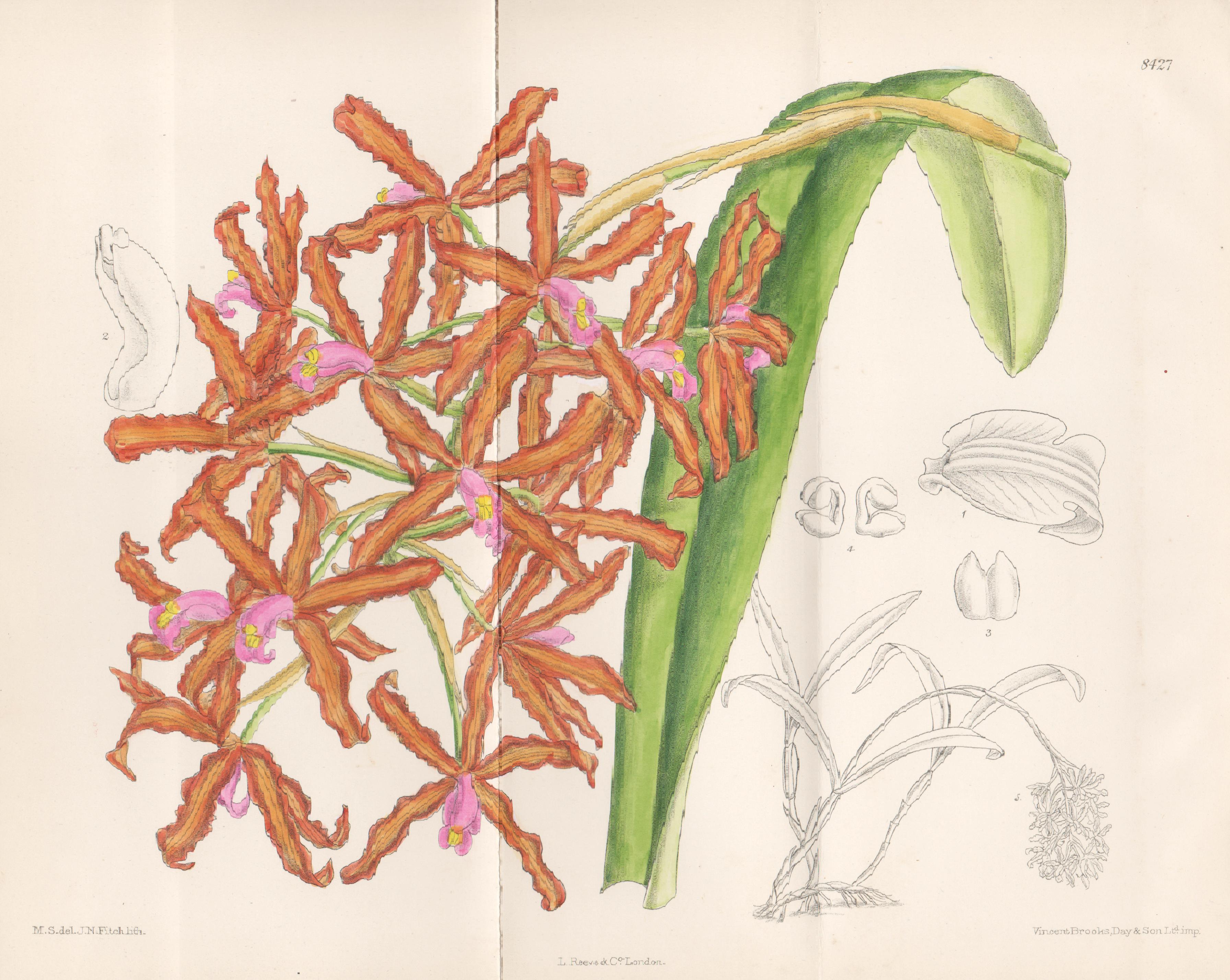Schomburgkia leuddemani, orchid, antique botanical flower lithograph print