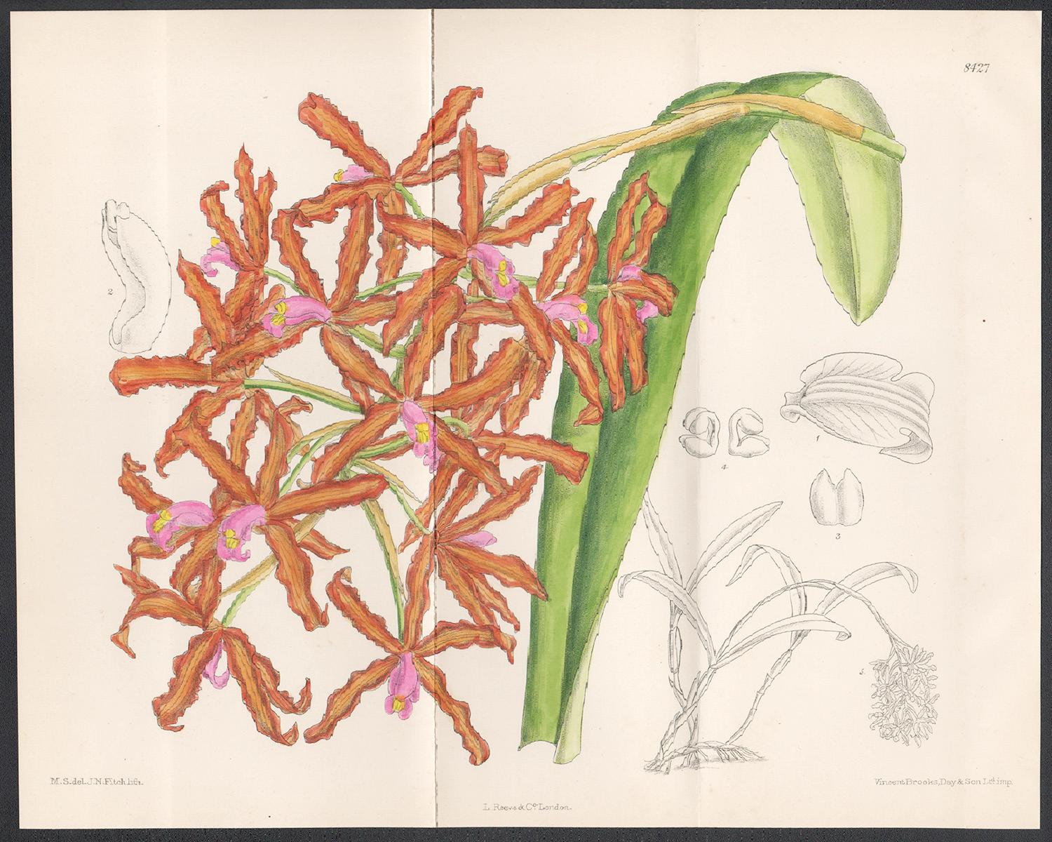Lithographie de fleurs botaniques ancienne en orchidée de Schomburgkia Leuddemani - Print de John Nugent Fitch after Matilda Smith