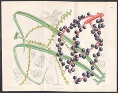 Chamaedorea Glaucifolia, tropical palm, antique botanical lithograph print
