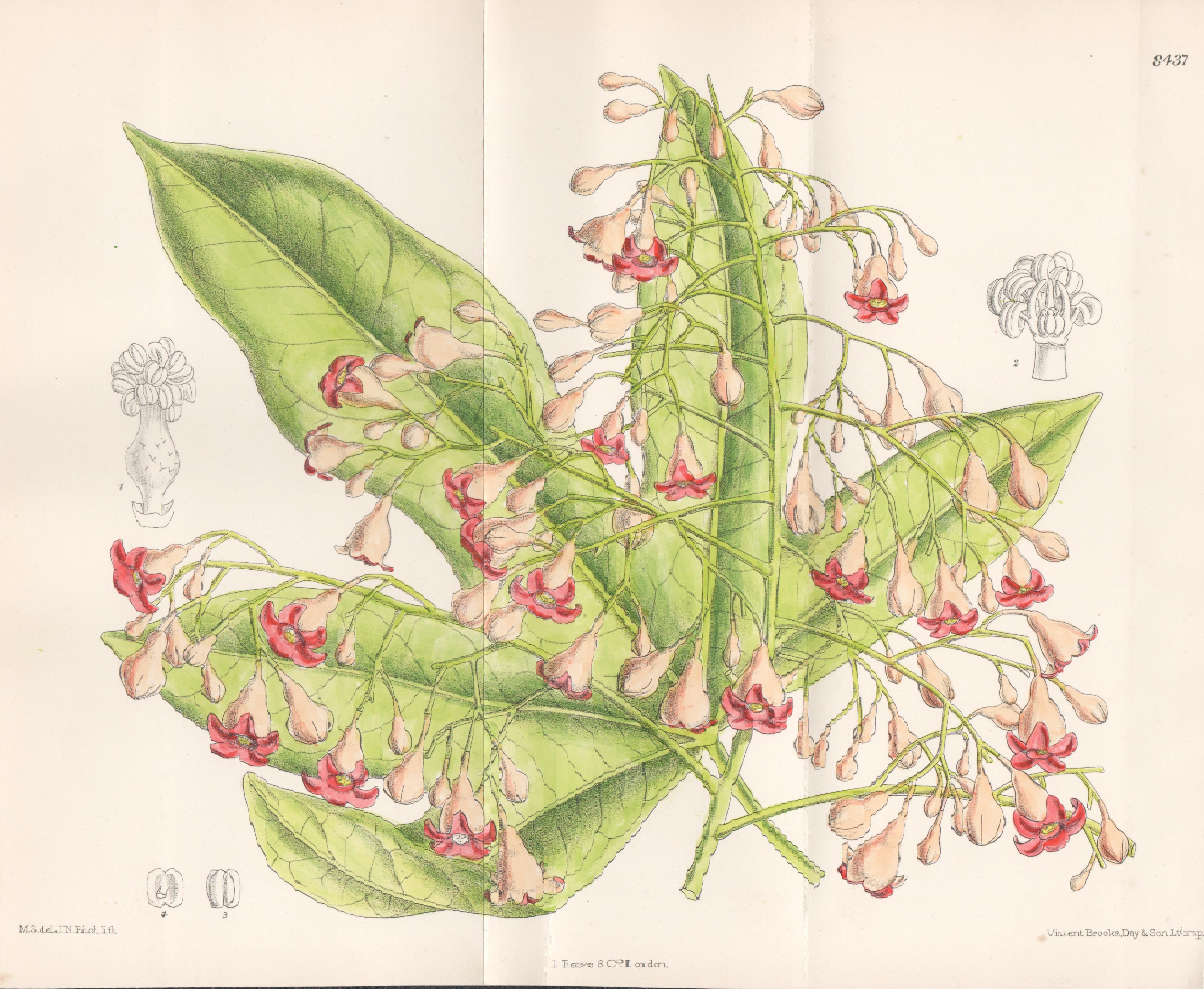 Brachychiton Acerifolius, Australian plant, antique botanical lithograph print